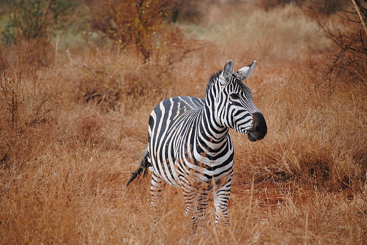 Kenia, Afrika, Safari, Zebra, Tsavo, Nationalpark, Natur