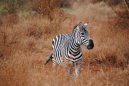 Kenya, Afrika, Safari, Zebra, Tsavo, nationalparken, naturen