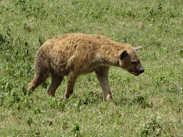 hyene, jakt, Savannah, dyr, gresset, natur, dyreliv