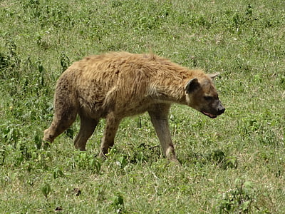 hyena, hunting, savannah, animal, grass, nature, wildlife
