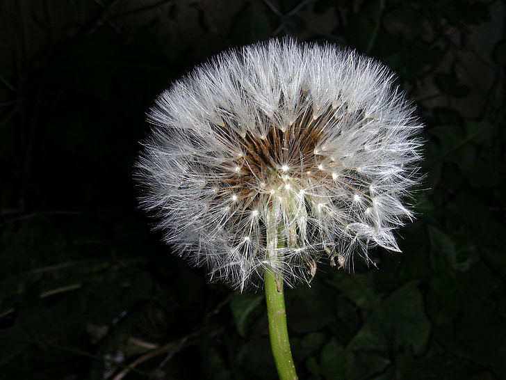 dandelion, macro, wind