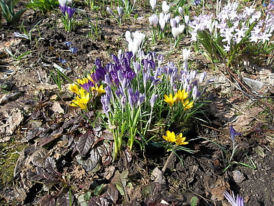 Primula, Sân vườn, mùa xuân