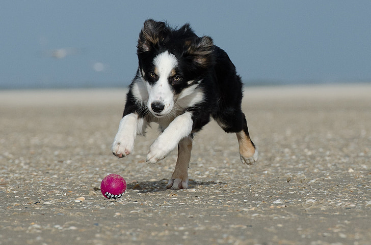 Ball, Running dog, chasse de boule, plage, chien, chien de berger Britannique, drogué de boule