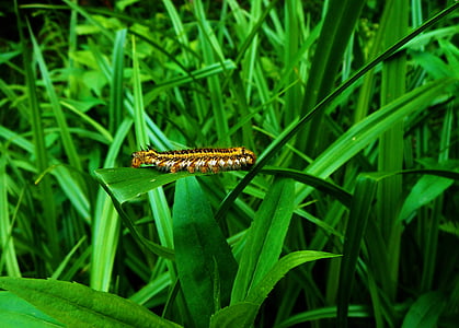 caterpillar, at, grass, green, nature, green grass, one animal
