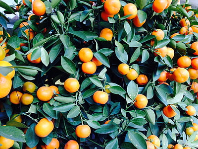oranges, orange shrub, citrus fruit, fruits, fruit