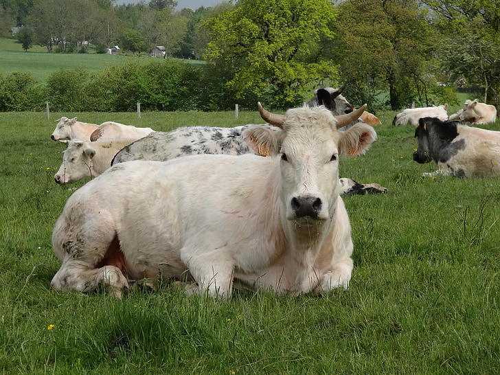 cows, ardennes, pasture, belgium, blue sky, grass, green