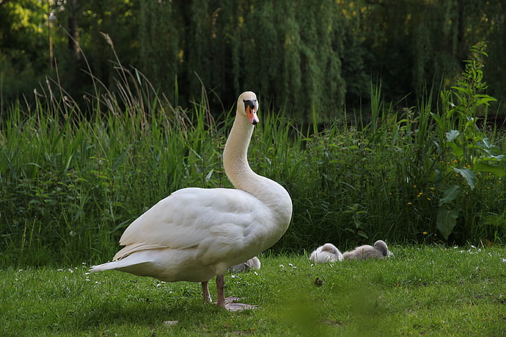 djur, fågel, vit svan med pojke, Swan, naturen