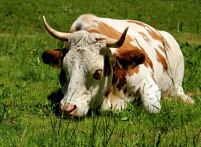 Prat, vaca, l'estiu, animal, les pastures, l'agricultura, carn de boví