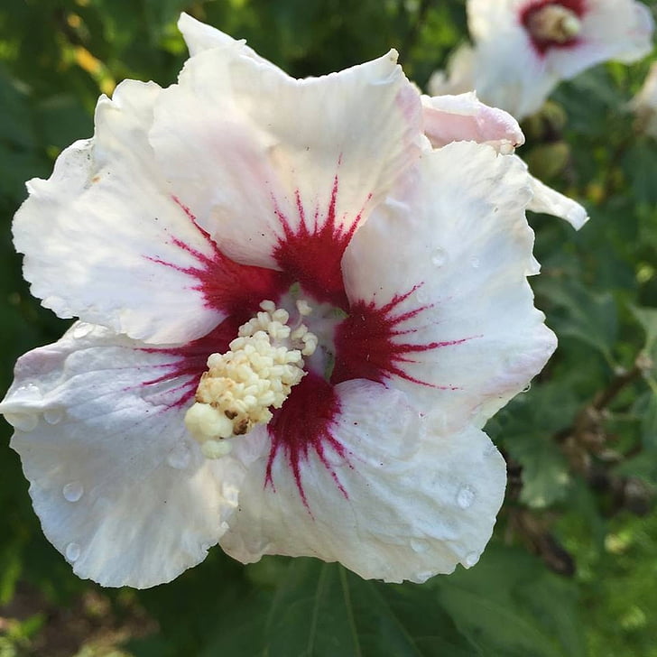 hibiscus, flower, blossom, bloom, close, white, red