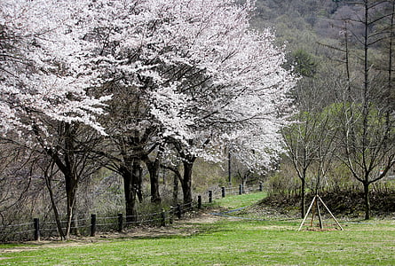 fiori della ciliegia, foresta, albero di fioritura dei ciliegi, paesaggio, legno