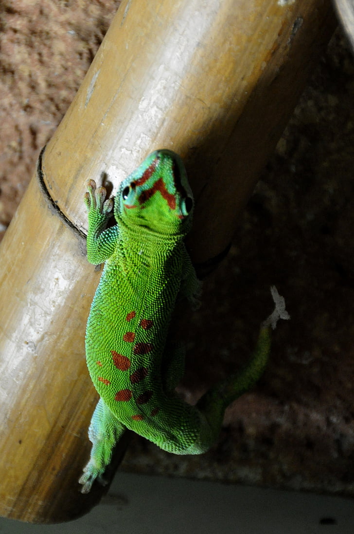 dieną gecko, Madagaskaro taggecko, Gecko, roplių, žalia, raudona, driežas