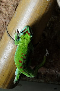 day gecko, malagasy taggecko, gecko, reptile, green, red, lizard