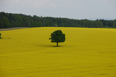 field of rapeseeds, tree, spring, oilseed rape, nature, field, agriculture
