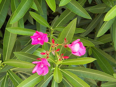 oleandro, -de-rosa, flores, tropical, flor, flor, planta