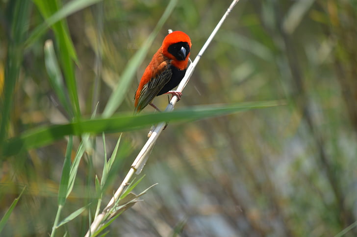 bird, red weaver, nature