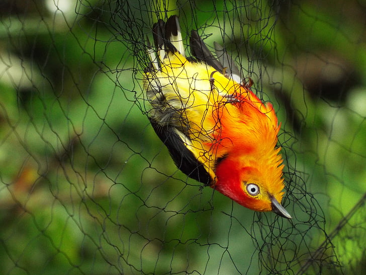 fugler, Brasil, uirapuru, tåke net, dyr, dyr, tropiske fugler