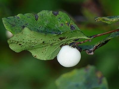 κοινή snowberry, μούρα, λευκό, symphoricarpas albus, τορπίλη παιχνίδι, ΚΓΠ βόμβα, Λιβάδι