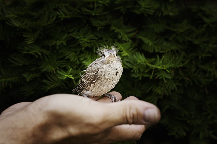 zwierząt, Fotografia zwierząt, ptak, ręka, makro, Natura