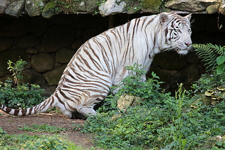 white tiger, wild, threatened with extinction, in the zoo, carnivore