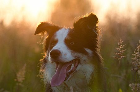 musim panas, matahari terbenam, anjing gembala Inggris, pemandangan, Cantik, matahari, anjing