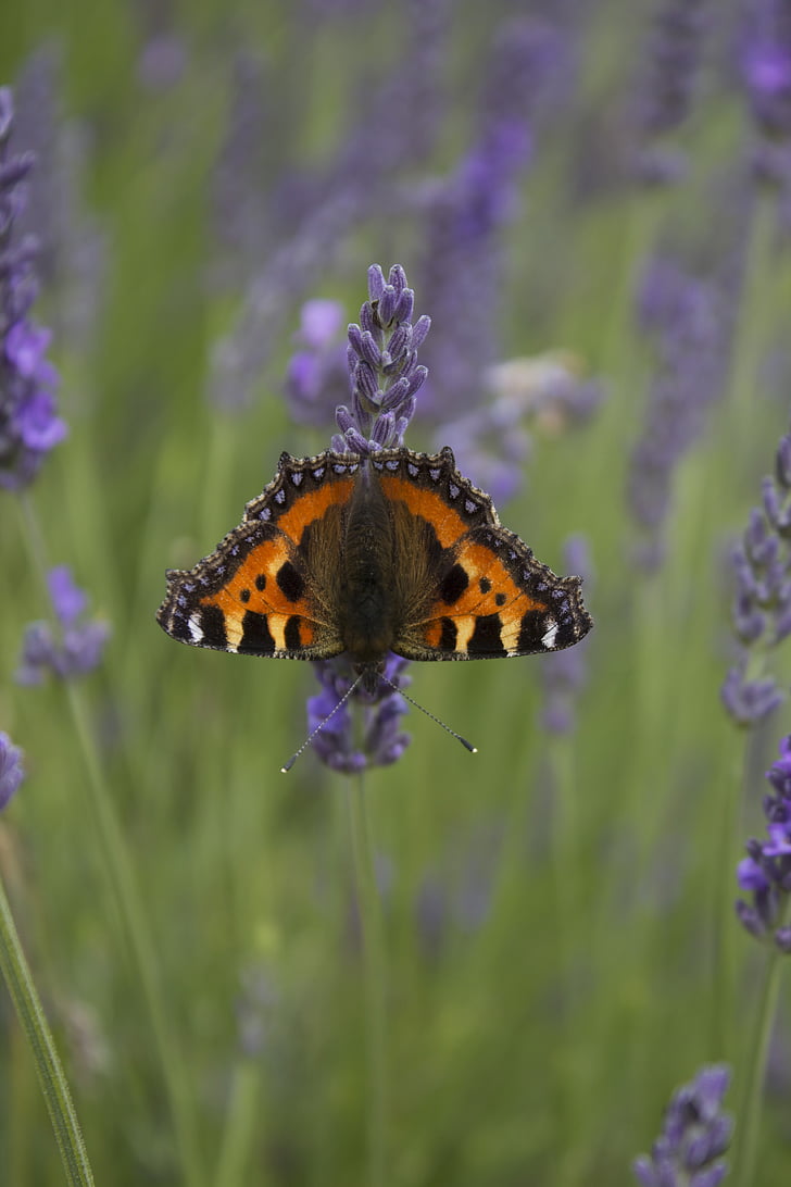 red admiral, butterfly, lavender, insect, nature, summer, blue