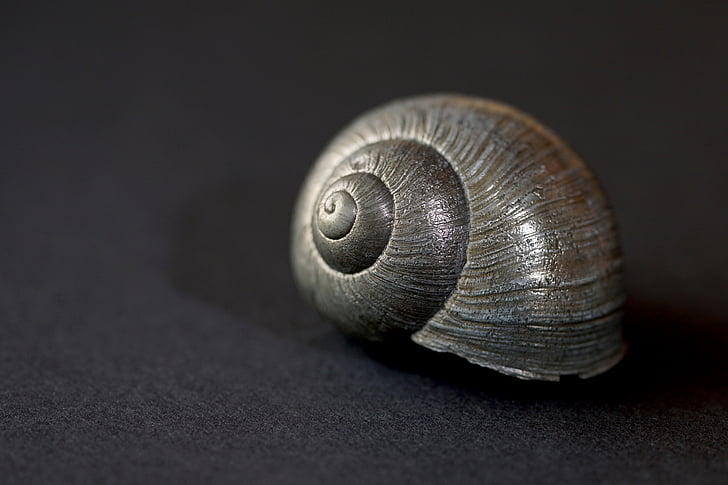 nature, form, spiral, snail shell, black and white, snail, mollusk
