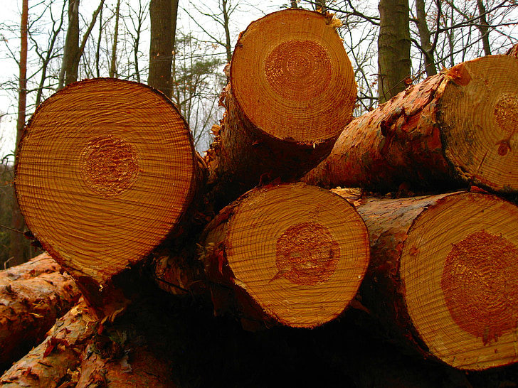 strom, protokol, Les, Příroda, kmen, dřevo, letokruhy