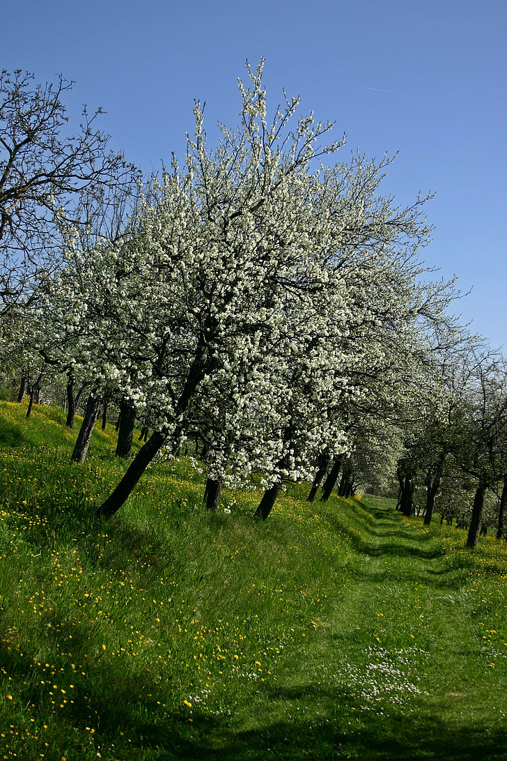 orchard, tree, blossom, bloom, white, fruit, spring