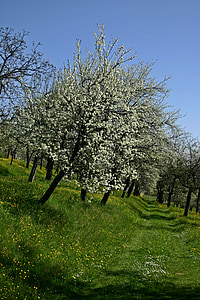 orchard, tree, blossom, bloom, white, fruit, spring