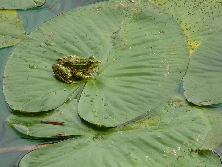 Vodní lilie, rybník, žába
