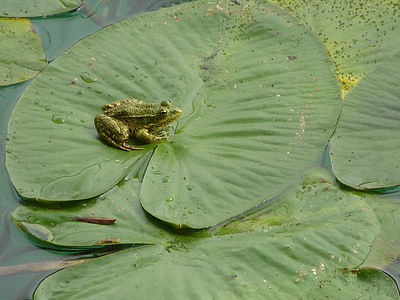 water lily, pond, frog