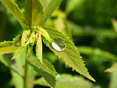 drop of water, drip, rain, leaf