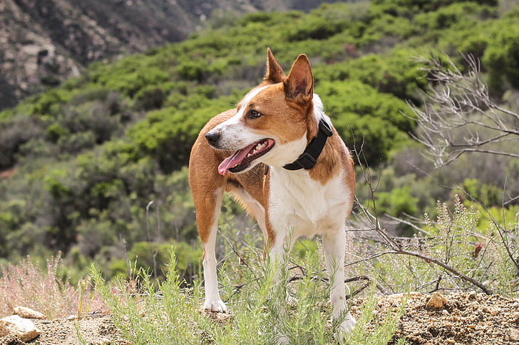 Kalifornia, pastiersky pes, milý, pes, Pešia turistika, vonku, Domáce zvieratá