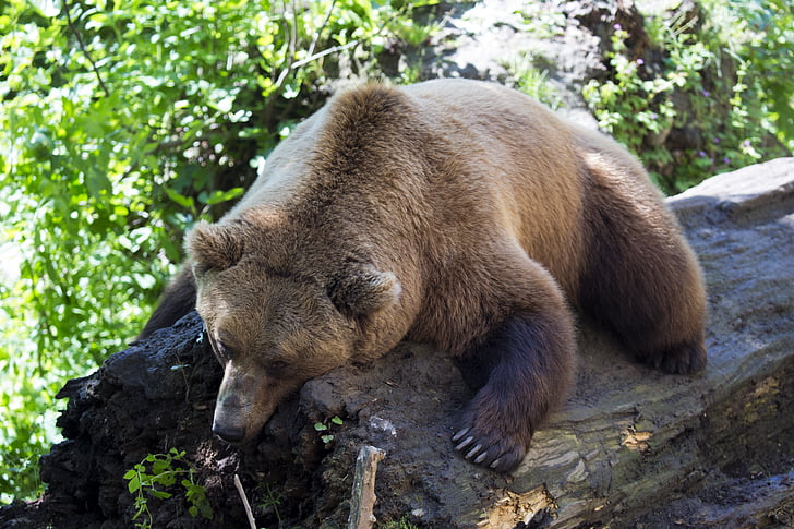 Europeisk brunbjörn, middagslur, sover på en stock, däggdjur