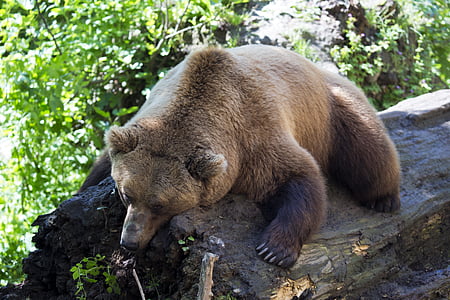 europæisk brunbjørn, eftermiddag nap, sover på en log, pattedyr