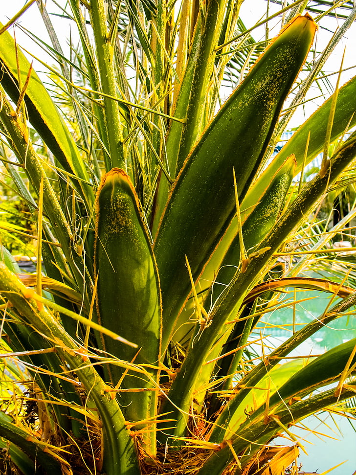 palm, spur, close, nature, plant, growth, agriculture