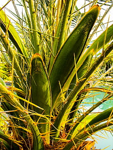 Palm, spodbuda, blizu, narave, rastlin, rast, kmetijstvo