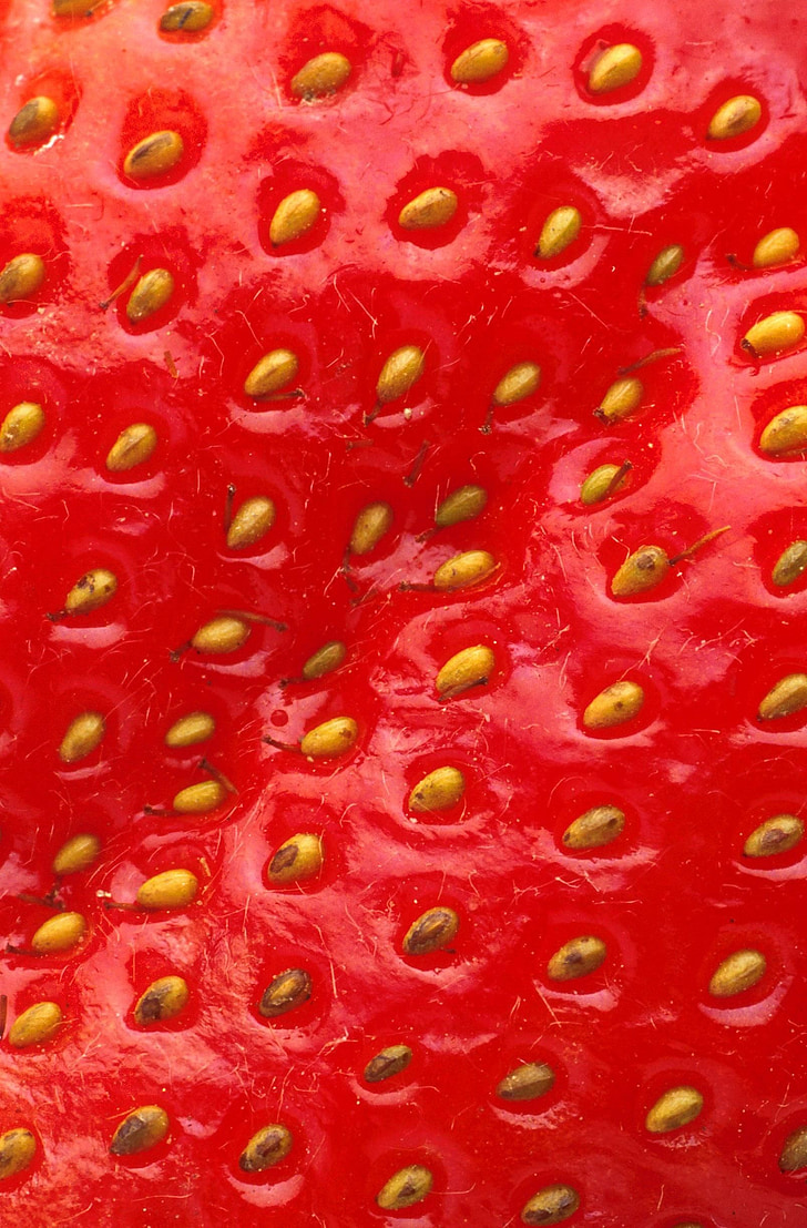 strawberry, strawberries, fruits, plants, flora