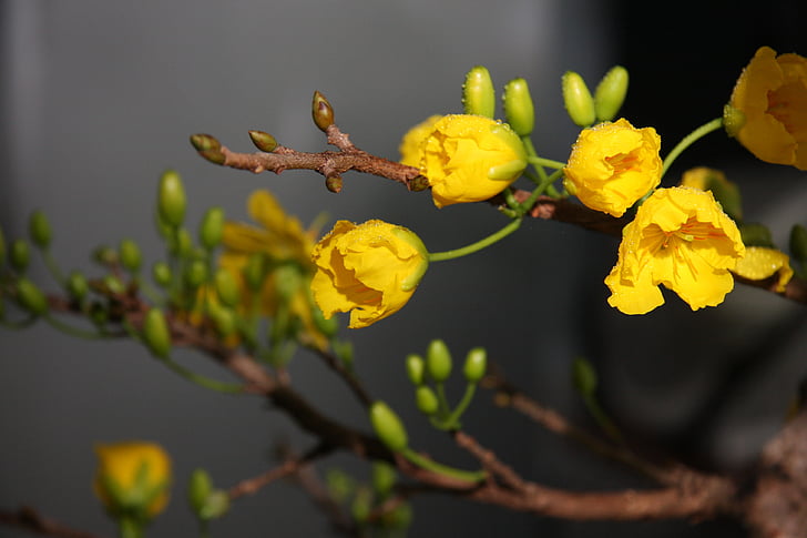 primavera, albicocca, Blossom, fiore, giallo, natura, pianta