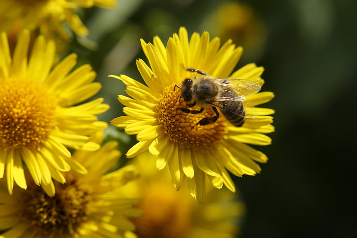 Bee, nectar, stuifmeel, bestuiving, verzamelen van stuifmeel, bloem, zomer