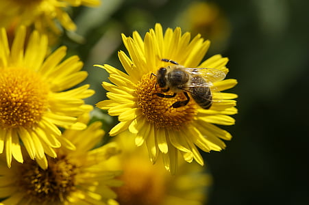 Пчела, Нектар, Пыльца, Опыление, собирать пыльцу, цветок, Лето
