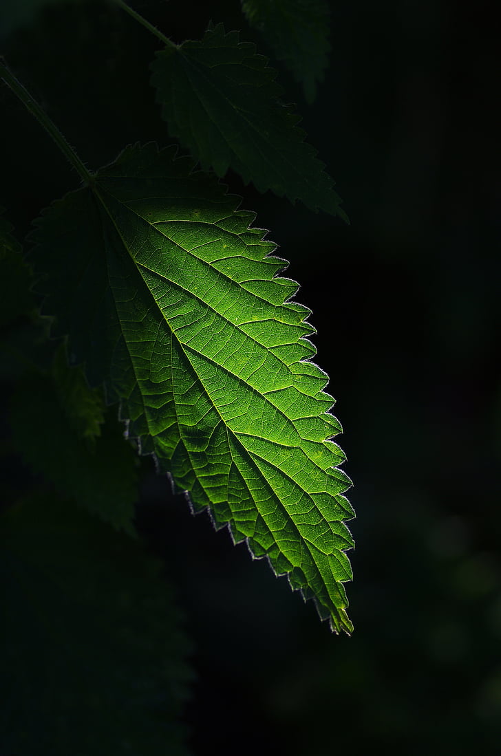green, leaf, Nettle, Plant, green color, agriculture, growth