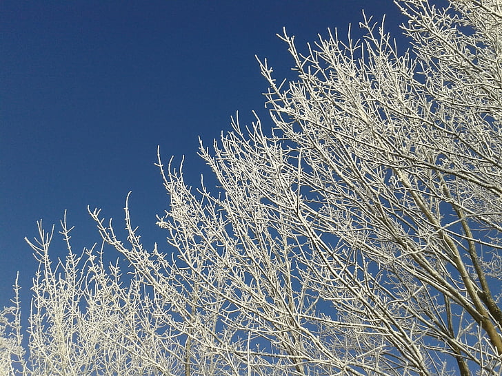 Vinter, solen, snø, natur, trær, himmelen, blå