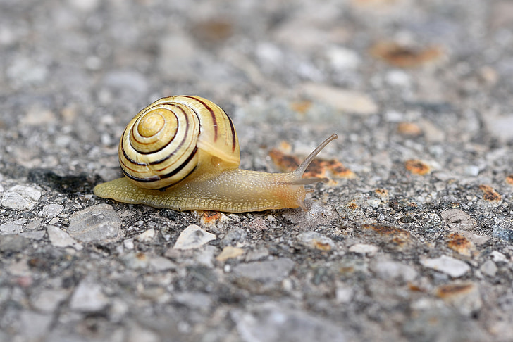snail, mollusk, animal, crawl, slowly, shell, road