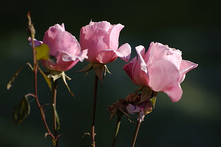 Rosa, flor, l'acte, RAM, RAM de flors, l'estiu, natura