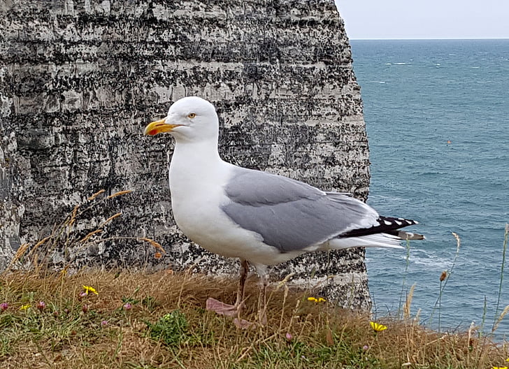 seagull, bird, animal, coast, sea, cliff, rocky coast