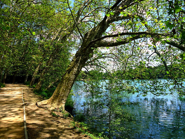 tree, water, lake, nature, based