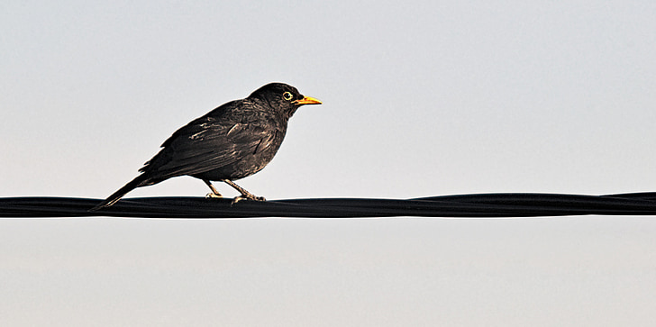 kos, bird, cable, black bird, yellow beak, nature, animal