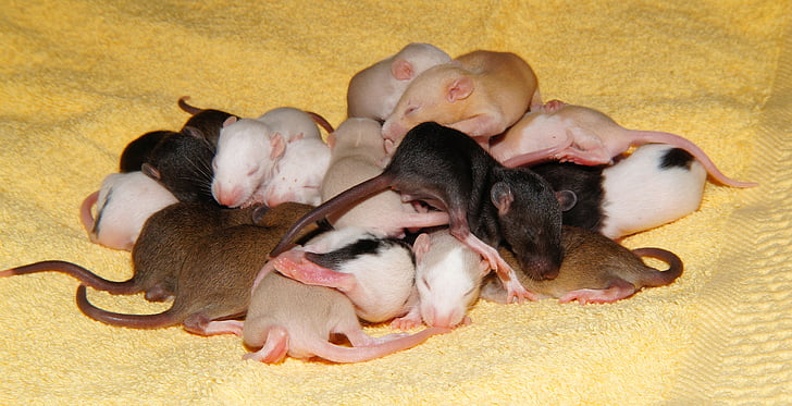 Rat, Rat baby 's, schattig, jonge, nager, bont, hulpeloos