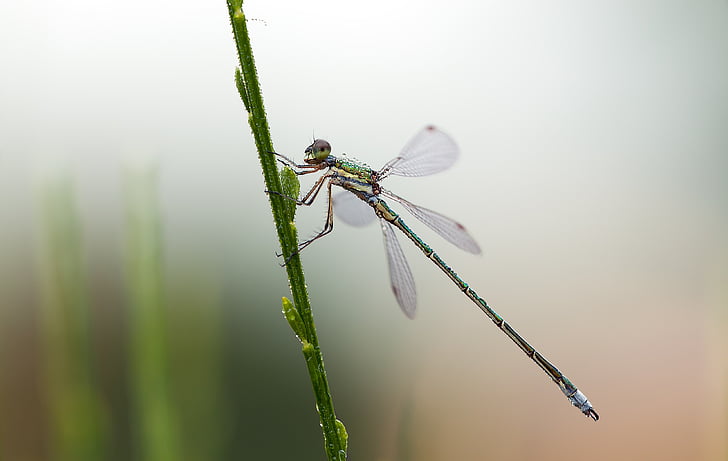 lestes virens, small emerald damselfly, males, dragonfly, nature, insect, summer